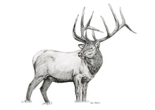 Load image into Gallery viewer, "Elk no. 2" a Pen Drawing Giclee Print