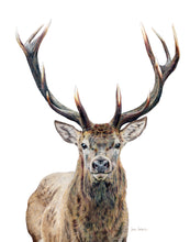 Load image into Gallery viewer, "Majestic" An Elk Colored Pencil Vertical Print