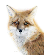 Load image into Gallery viewer, "Bright-Eyed" A Red Fox Colored Pencil Vertical Print