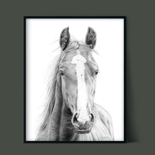 Load image into Gallery viewer, "Vasco" a Horizontal Horse Pencil Drawing Print