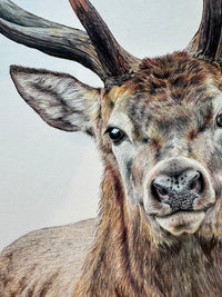 "Majestic" an Original Colored Pencil Drawing