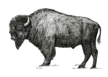 Load image into Gallery viewer, &quot;Bison no. 2&quot; a Pen Drawing Giclee Print
