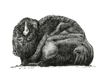 Load image into Gallery viewer, &quot;Bison no. 3&quot; a Pen Drawing Giclee Print
