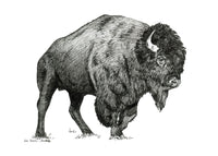 "Bison no. 1" a Pen Drawing Giclee Print