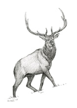 Load image into Gallery viewer, &quot;Elk no. 1&quot; a Pen Drawing Giclee Print
