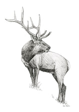 Load image into Gallery viewer, &quot;Elk no. 3&quot; a Pen Drawing Giclee Print
