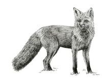 Load image into Gallery viewer, &quot;Fox no. 4&quot; a Pen Drawing Giclee Print

