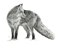 Load image into Gallery viewer, &quot;Fox no. 2&quot; a Pen Drawing Giclee Print
