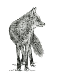 "Fox no. 1" a Pen Drawing Giclee Print