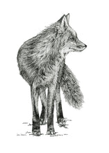 Load image into Gallery viewer, &quot;Fox no. 1&quot; a Pen Drawing Giclee Print
