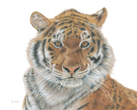 "Strength" a Horizontal Tiger Giclee Print