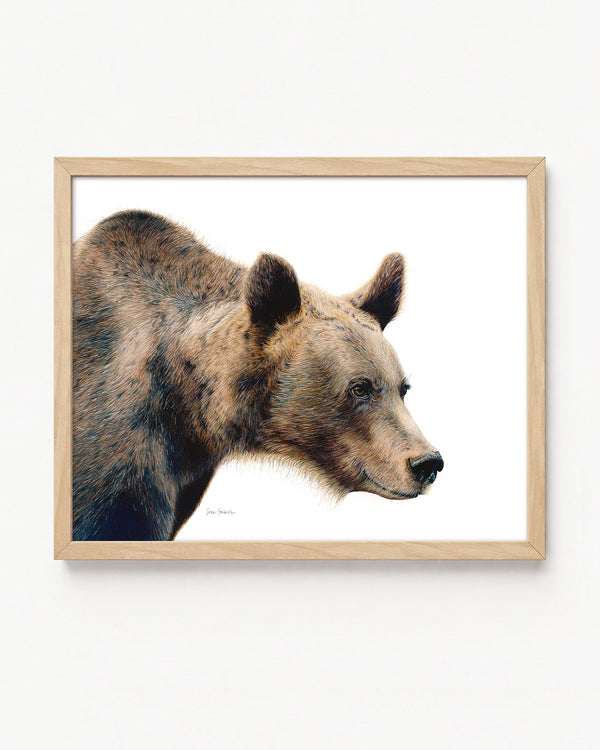 "Grizzly" A Grizzly Bear Colored Pencil Horizontal Print