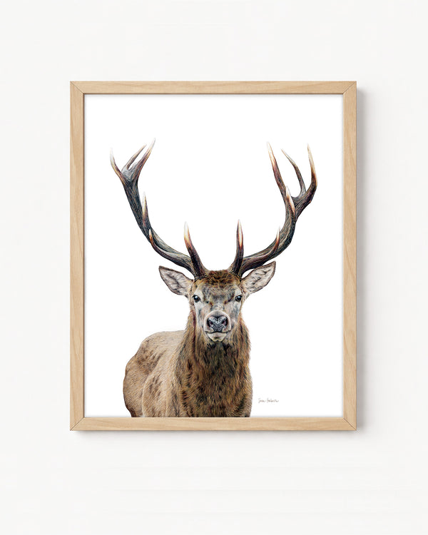 "Majestic" An Elk Colored Pencil Vertical Print