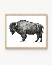 "Bison no. 2" a Pen Drawing Giclee Print