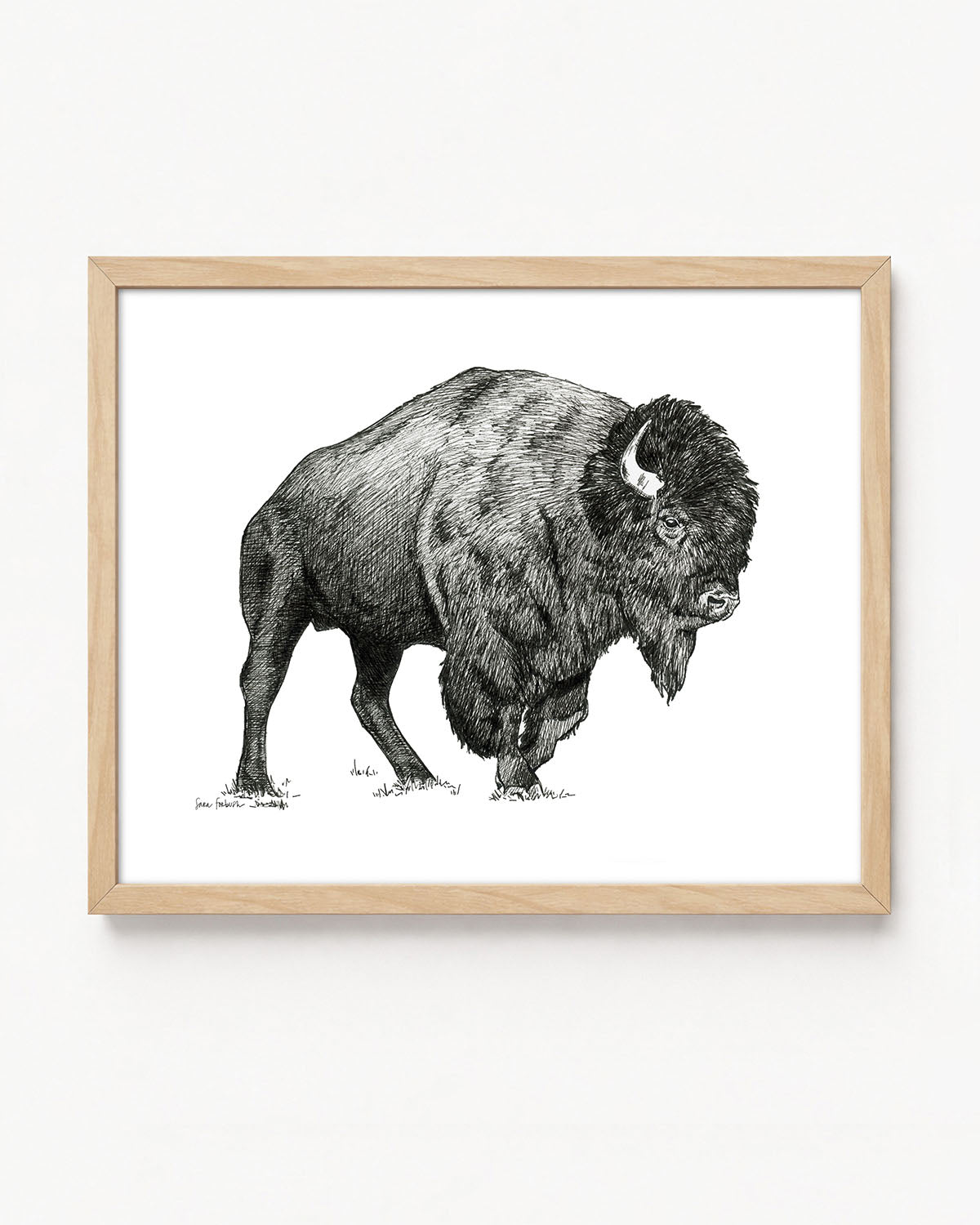 "Bison no. 1" a Pen Drawing Giclee Print