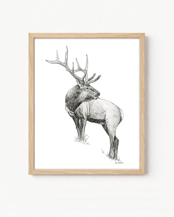 "Elk no. 3" a Pen Drawing Giclee Print