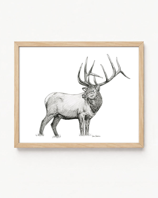 "Elk no. 2" a Pen Drawing Giclee Print