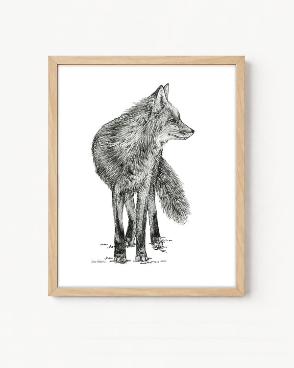 "Fox no. 1" a Pen Drawing Giclee Print