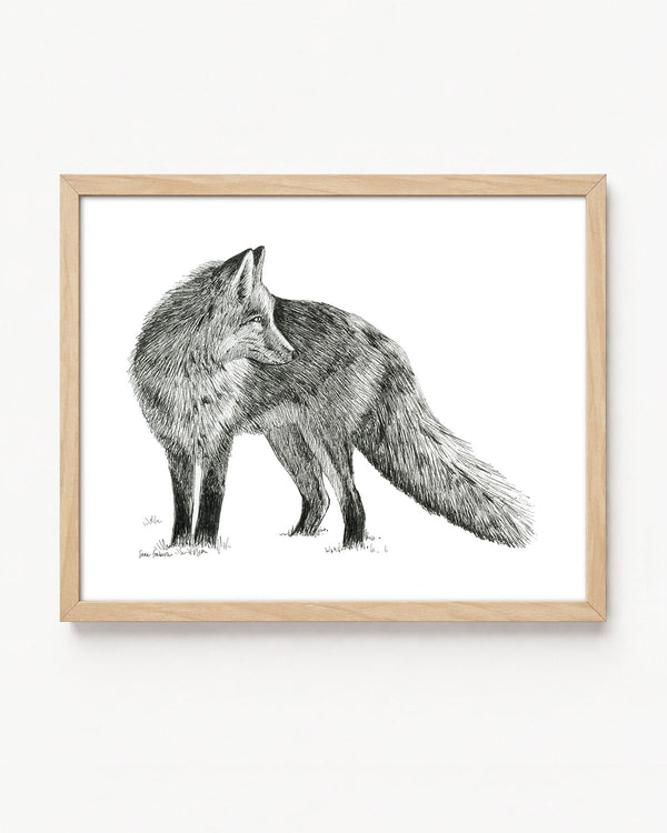 "Fox no. 2" a Pen Drawing Giclee Print
