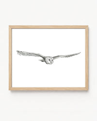 "Owl no. 4" a Pen Drawing Giclee Print