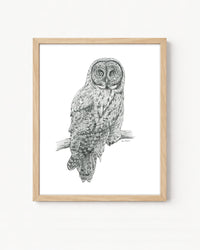 "Great Grey" a veritcal Owl Giclee Print