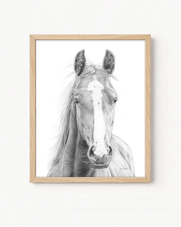 "Vasco" a Horizontal Horse Pencil Drawing Print