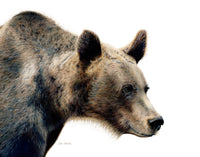 "Grizzly" A Grizzly Bear Colored Pencil Horizontal Print