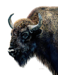 "Yellowstone" A Bison Colored Pencil Vertical Print
