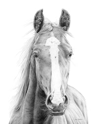 "Vasco" a Horizontal Horse Pencil Drawing Print