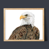 "Freedom" an Eagle Horizontal Colored Pencil Print