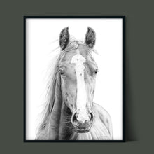 Load image into Gallery viewer, &quot;Vasco&quot; a Horizontal Horse Pencil Drawing Print
