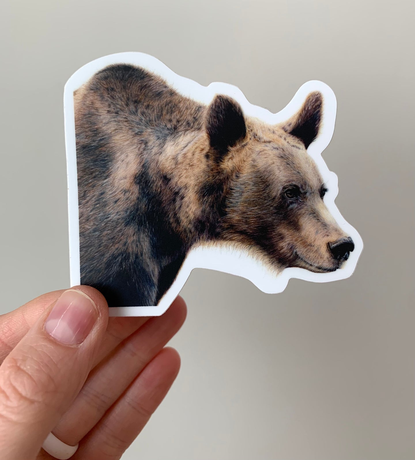 Grizzly Bear Colored Pencil Drawing STICKER
