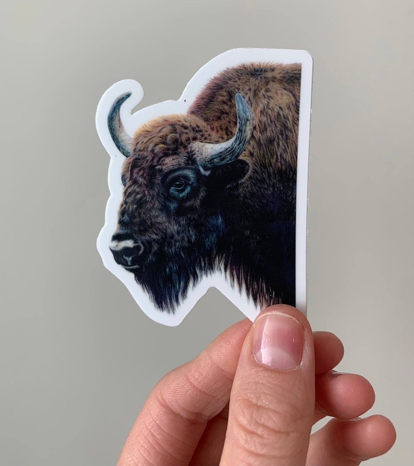 Bison Colored Pencil Drawing STICKER
