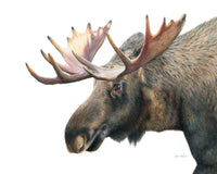 "At The Spring" A Moose Colored Pencil Horizontal Print