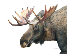Load image into Gallery viewer, &quot;At The Spring&quot; A Moose Colored Pencil Horizontal Print
