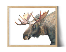 Load image into Gallery viewer, &quot;At The Spring&quot; A Moose Colored Pencil Horizontal Print
