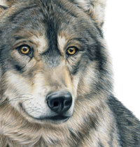"Dusk" a Wolf Colored Pencil Vertical Print