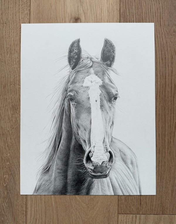"Vasco" an Original Horse Pencil Drawing